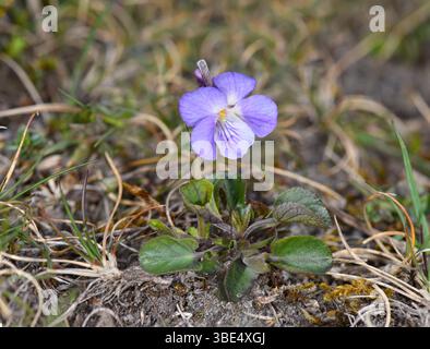 Teesdale Violet - Viola rupestris Foto Stock