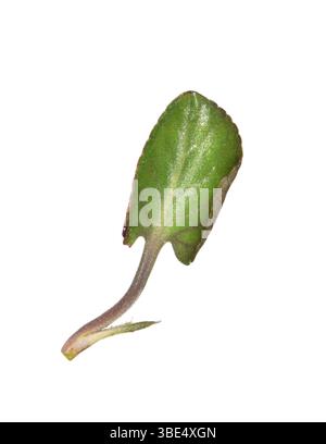 Teesdale Violet - Viola rupestris Foto Stock