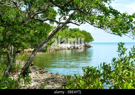 Splendida vista sull'acqua da un sentiero presso il Crane Point Museum and Nature Center di Marathon Foto Stock