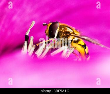 Un hoverfly, con le sue distintive strisce gialle e nere, è appollaiato sugli stami di un vibrante fiore rosa, probabilmente raccogliendo nettare per sostentamento. Foto Stock