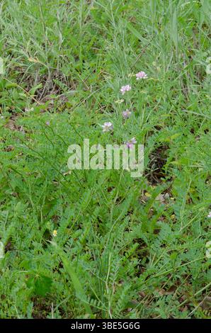 Crown Vetch, Securigera varia Foto Stock