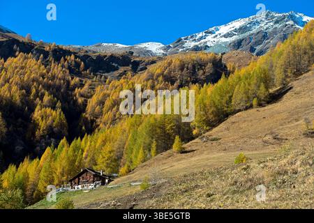 Autunno in Val d'Hérens, foresta di larici dai magnifici colori autunnali su un'alpe vicino a Satarma, Arolla, Vallese, Svizzera Foto Stock