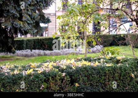 un piccolo arbusto verde basso o siepe con foglie fini che si estendono orizzontalmente lungo il terreno, creando un'impressione densa e ordinata. Foto Stock
