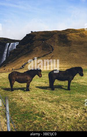 Due cavalli islandesi sorgono in un campo erboso mentre gli escursionisti risalgono un sentiero tortuoso vicino a una spettacolare cascata sullo sfondo. Una classica scena rurale Foto Stock