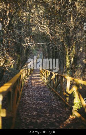 Un tranquillo sentiero in legno circondato da alberi in una foresta autunnale in Galizia, Spagna. Le foglie cadute coprono il terreno, creando un ambiente pittoresco e tranquillo Foto Stock