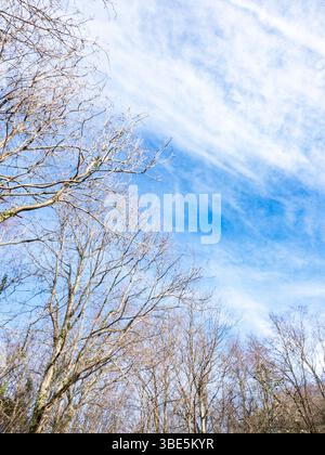 Alberi senza fronzoli con rami intrecciati si estendono verso un cielo blu vibrante pieno di nuvole bianche, catturando la serena bellezza di un croccante, c Foto Stock
