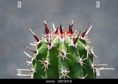 Una vivace immagine ravvicinata di un cactus verde che mostra la sua punta rossa acuta e le spine bianche su uno sfondo grigio sfocato, catturando la bellezza di Foto Stock