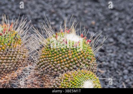 Un primo piano dettagliato di cactus verdi vibranti con spine nitide, su sfondo grigio scuro testurizzato. Il cactus presenta piccoli boccioli di fiori rossi Foto Stock