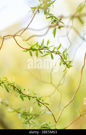 Delicati rami di un salice piangente con foglie verdi fresche, catturati su uno sfondo morbido e soleggiato. La scena trasmette un senso di tranquillità Foto Stock