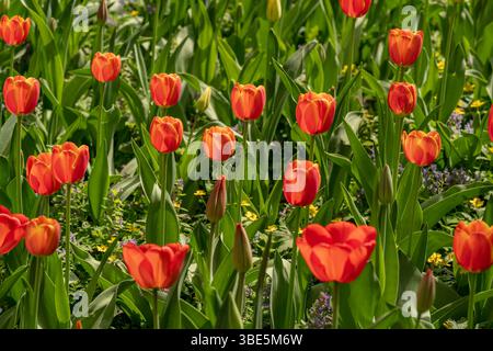 Uno splendido campo di tulipani rossi in piena fioritura. Questo pittoresco giardino cattura l'essenza della primavera, mostrando la bellezza e l'eleganza Foto Stock