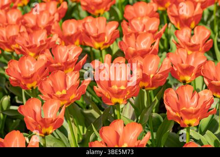 Uno splendido campo di tulipani arancioni in piena fioritura, crogiolati alla luce del sole. Le sfumature radiose dei petali creano uno splendido tappeto di colore Foto Stock