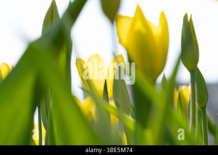 Uno splendido primo piano di tulipani gialli vibranti illuminati dalla luce del sole. La delicata messa a fuoco sul verde circostante aggiunge profondità, mettendo in risalto il Tulipano Foto Stock