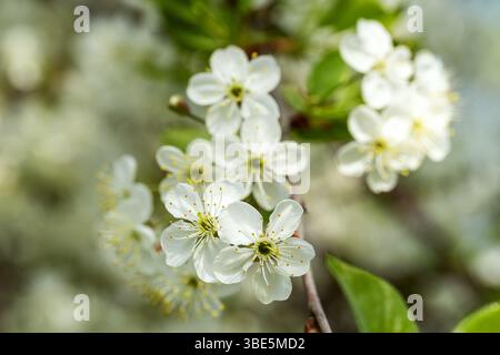 Una vista dettagliata dei delicati meli bianchi in fiore, catturati in una giornata di sole. Le foglie verdi fresche aggiungono un contrasto vibrante Foto Stock