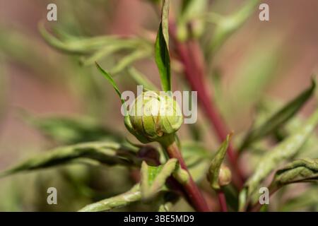Primo piano di un bocciolo di peonia circondato da foglie verdi e stelo rosso. Le linee e le texture delicate sono evidenziate, catturando la promessa dei colpi primaverili Foto Stock