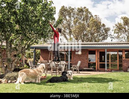 Una donna tende ad un albero nel suo cortile circondato da cani, incarnando una tranquilla scena domestica. La rustica casa australiana aggiunge fascino a questa routine Foto Stock