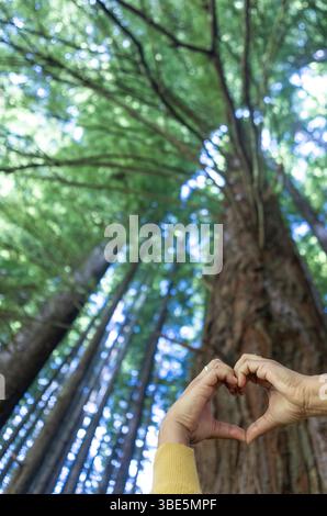 Le mani formano una forma a cuore contro un albero torreggiante, simboleggiando l'amore per la natura nella Great Ocean Road, Australia. La prospettiva si concentra sul rigoglioso Foto Stock