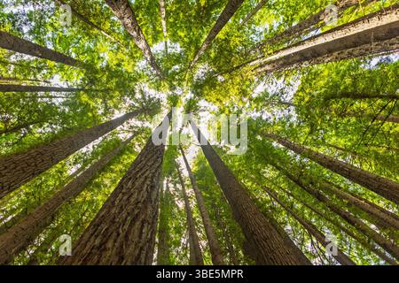 Vista maestosa su torreggianti alberi di sequoia con foglie verdi lussureggianti che si estendono verso il cielo, catturando la bellezza della natura e la vastità Foto Stock
