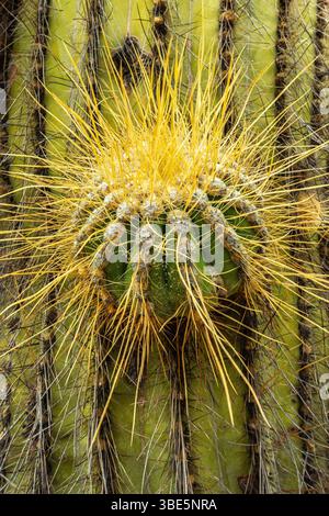 Una foto macro dettagliata di un cactus nel Parco Nazionale di Los Cardones, che mette in evidenza l'intricato schema di spine e i toni gialli luminosi contro l'avidità Foto Stock