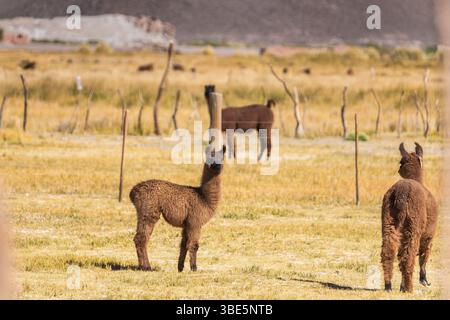 I lama vagano liberamente nell'aspra regione de la Puna dell'Altiplano Andino in Argentina, mostrando l'adattabilità del lama agli ambienti difficili. Foto Stock
