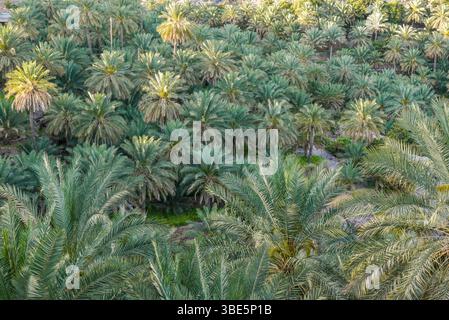 Una vasta distesa di fitte palme ad al Hamra, Oman, che mostra la lussureggiante vegetazione naturale che prospera Foto Stock