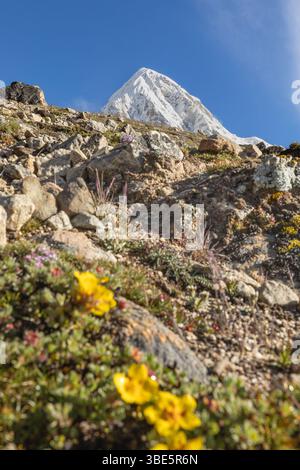 Scopri la bellezza mozzafiato del monte Everest che si innalza maestosamente con vibranti fiori selvatici e terreno roccioso in primo piano, contro un bl limpido Foto Stock