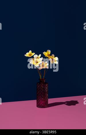 Delicati fiori gialli di Bidens aurea, noti anche come Aceitilla, presentati in un vaso rosso testurizzato, splendidamente contrastati con uno sfondo blu scuro, Foto Stock
