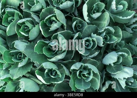 Una vista ravvicinata che cattura gli intricati motivi e le vivaci sfumature verdi di Sedum, una pianta succulenta che fiorisce sotto la luce naturale. Foto Stock