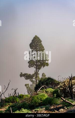 Un albero solitario si erge resiliente in un paesaggio nebbioso a Pico de las Nieves, Gran Canaria. L'immagine cattura l'essenza dell'isolamento e del ser Foto Stock