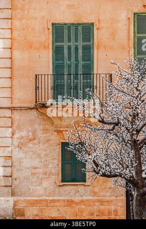 Elegante facciata dell'edificio storico con tende verdi e Un albero in fiore a Ciutadella, Minorca. Architettura mediterranea tradizionale, Old Stone Wal Foto Stock