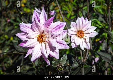 Asteraceae - Dahlia 'Vescovo di Leicester' in Hill Garden (tedesco: Berggarten), uno storico giardino botanico intorno alla residenza Schloss Herrenhauser in Foto Stock