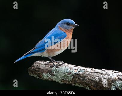 Primo piano di un uccello rosso isolato su un ramo di albero con sfondo nero. Foto Stock