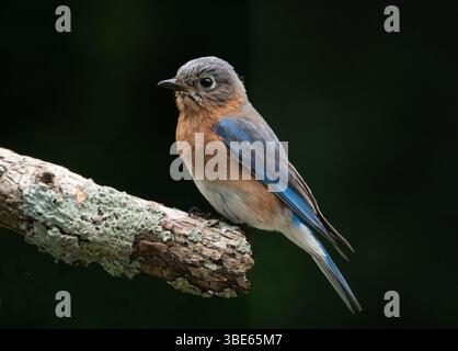 Primo piano di un uccello bluebird orientale femminile isolato su un ramo d'albero con sfondo nero. Foto Stock