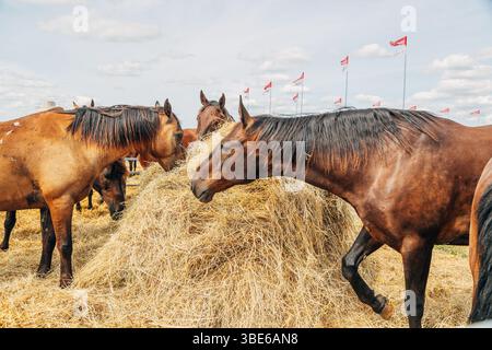 Ritratti di stalloni arabi. Cavalli in stallo Foto Stock