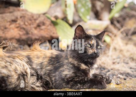Gatto selvatico (Felis catus), Tenerife. Un gatto rosso zenzero con guscio di tartaruga è sdraiato sullo sfondo di un giardino di cactus. Foto Stock