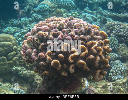 Corallo sott'acqua nell'oceano, Pocillopora Meandrina, comunemente noto come corallo di cavolfiore, Pacifico meridionale, Polinesia francese. Foto Stock