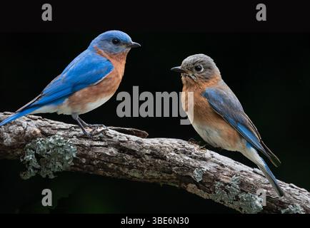 Un uccello rosso orientale maschio e femmina arroccato su un ramo d'albero è stato isolato su uno sfondo nero Foto Stock