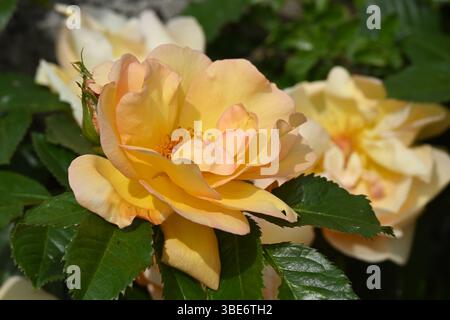 Semi doppio, fiori di rosa primaverili color albicocca, giardino inglese maggio Foto Stock