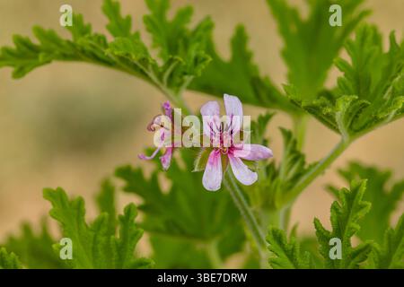 Pianta di citronella con fiore viola. Giardino di fiori selvatici, giardinaggio e piante tossiche. Foto Stock