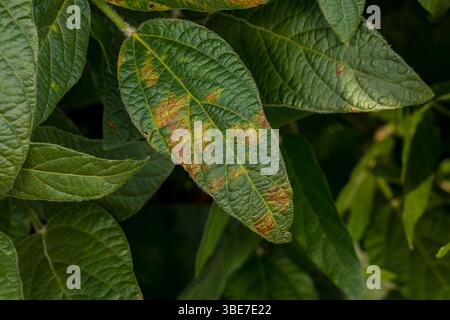 Macchie di colore marrone e nero a causa del fungo soffocante della foglia sulla foglia della pianta di soia. Agricoltura malattia fogliare, danni alle colture e il concetto di lotta contro i parassiti. Foto Stock