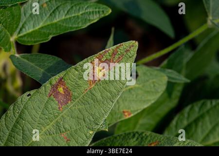Macchie di colore marrone e nero a causa del fungo soffocante della foglia sulla foglia della pianta di soia. Agricoltura malattia fogliare, danni alle colture e il concetto di lotta contro i parassiti. Foto Stock