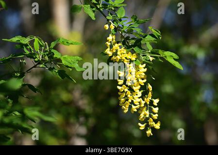 Albero della catena dorata. Laburnum anagyroides, il laburnum comune, catena dorata o pioggia dorata, è una specie di pianta in fiore della sottofamiglia Faboideae Foto Stock