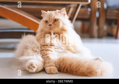 Un gatto britannico giallo all'interno in piedi sul balcone crogiolandosi al sole mentre si gode la brezza Foto Stock