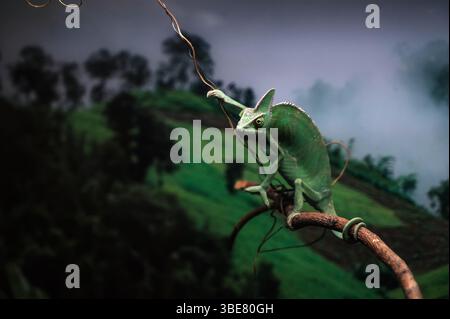 Un cammello verde è appollaiato su un ramo in una gabbia che assomiglia a una foresta pluviale colorata. Foto Stock