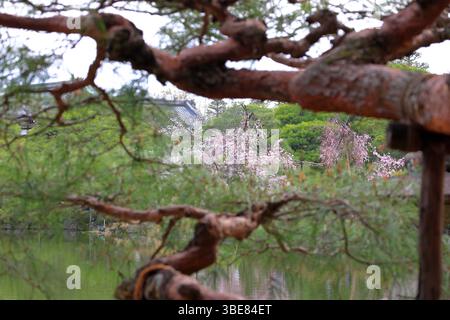 Santuario Heian, santuario shintoista e giardini paesaggistici a Okazaki Nishitennocho, Sakyo Ward, Kyoto, Giappone Foto Stock