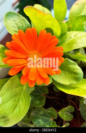 Calendula Officinalis. Bellissimi fiori di Calendula nel giardino. Perfetto per temi floreali e botanici. Concetto di giardinaggio. Foto Stock