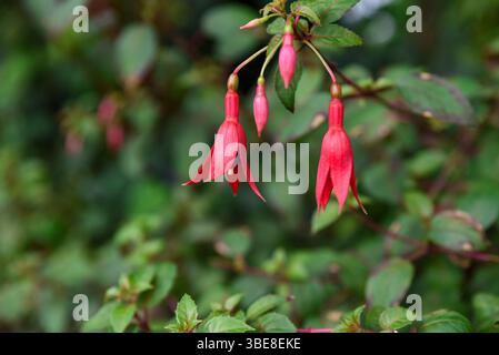 Fucsia magellanica con sorprendenti fiori rosa e viola, una robusta specie ornamentale della famiglia Onagraceae, coltivata in giardini temperati. Foto Stock
