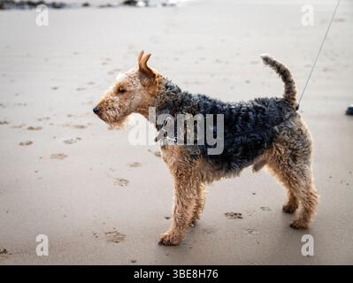 Un terrier gallese che cammina sulla spiaggia, salta nelle piscine rocciose, sul piombo Foto Stock