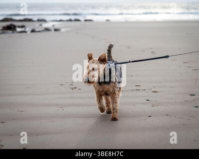 Un terrier gallese che cammina sulla spiaggia, salta nelle piscine rocciose, sul piombo Foto Stock