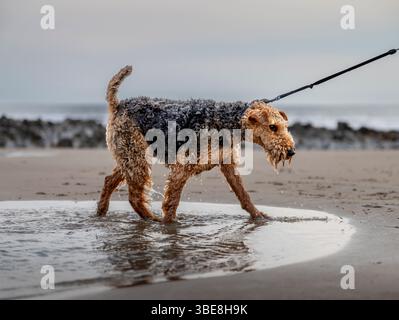 Un terrier gallese che cammina sulla spiaggia, salta nelle piscine rocciose, sul piombo Foto Stock
