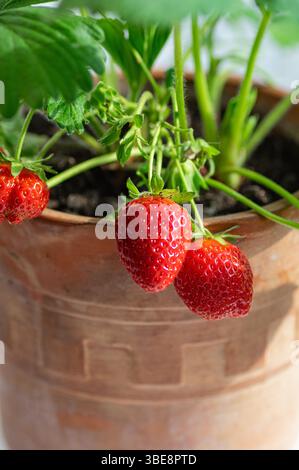 Primo piano di una pianta di fragole con frutti rossi maturi e foglie verdi che crescono in una pentola di argilla rustica. Perfetto per giardinaggio, cibo biologico, freschezza, e. Foto Stock